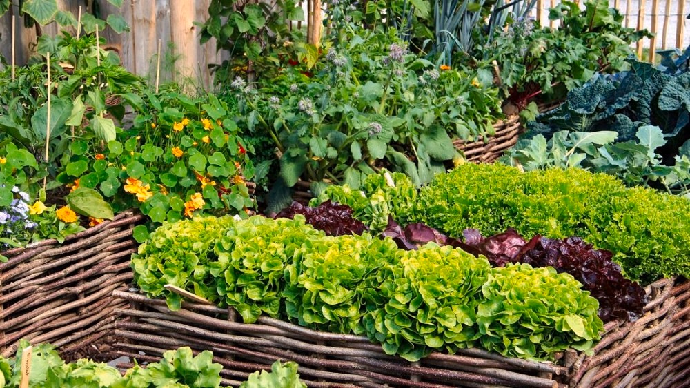 Kitchen garden
